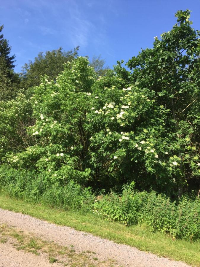 Dövared Tvååker Exteriör bild